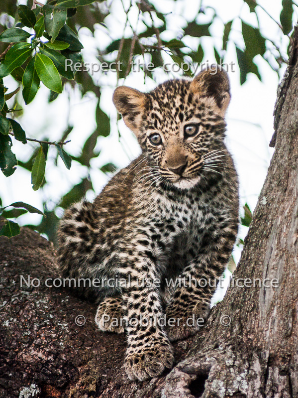 leopardenbaby_kenia_afrika_K20B3882.jpg