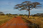 Strasse,Weg,roter Sand,Rot,Staub,Kenia,Afrika,Baum