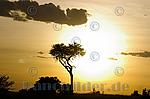 Sonnenuntergang,Baum,Wolken,Kenia,Afrika
