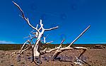 Reportagefoto,Landschaftsfotografie,toter Baum,Holz,blau,Himmel,Kenia,Afrika