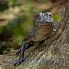 Foto,Bild,Aligator,Alligator,Krokodil,Florida,USA