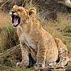 Löwenbaby,junger Löwe gähnt in Kenia,Afrika