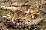 Löwenbaby schmust mit Mama, in Kenia, Afrika