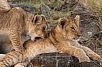 Löwenbabys, 2 junge spielende Löwen in Kenia