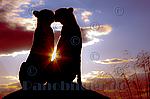Portrait von 2 Geparden,Sonnenuntergang,romantisch,Foto,Bild