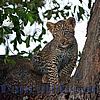Foto,Bild,Junger süsser knuddeliger Leopard,Leoparden-Baby,im Baum,Kenia,Afrika