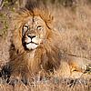 Foto,Bild,Stolzer männlicher Löwe in Kenia,Afrika