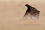Vogel im Flug,gespreizte Flügel,Kenia,Afrika,Foto,Bild