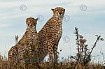 Gepard,Geparde,Geparden in Kenia, Afrika,Foto,Bild