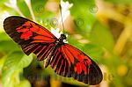 Foto,Bild,Roter Schmetterling,Falter,Farbkonstrast,Komplementärfarben,Rot-Grün,Botanischer Garten München