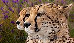 Portrait von Geparden (Spanien),Foto,Bild,