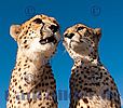 Portrait von 2 Geparden (Spanien),Foto,Bild