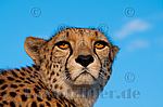 Gesicht einer Gepardin,Gepard,Cheeta,Foto,Bild,Spanien