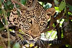 Leopard im Baum,Kenia,Afrika,Foto,Bild